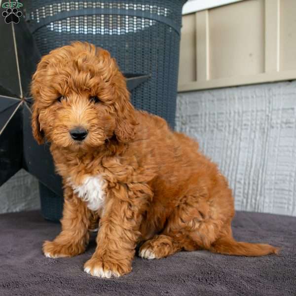Tyler, Mini Goldendoodle Puppy